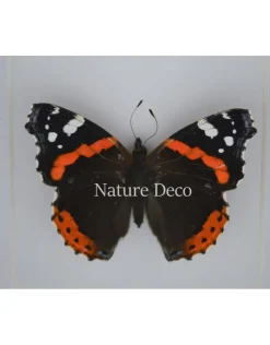Vanessa Atalanta in luxe 3D lijst