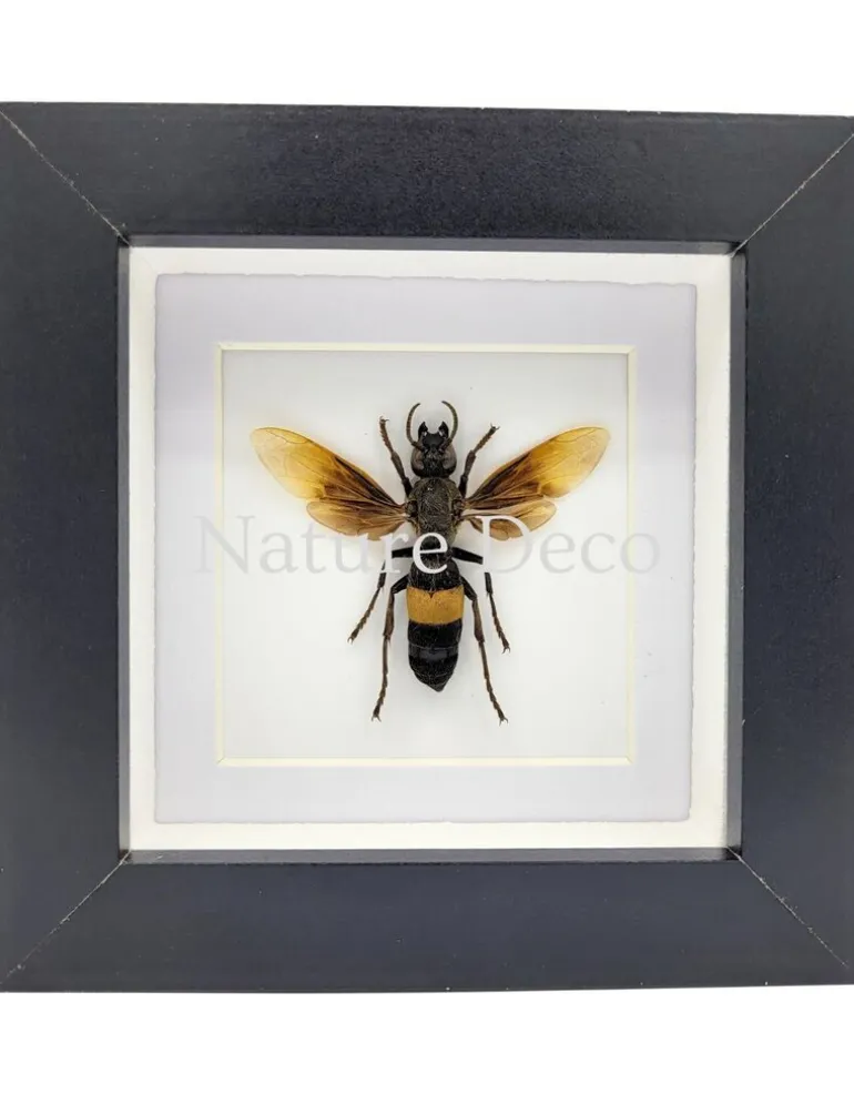 Vespa Tropica (wesp) in luxe 3D lijst 12 x 12 cm