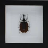 Vioolkever in luxe 3D lijst 17 x 17cm
