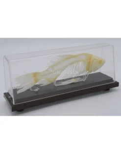 Vis skelet Karper