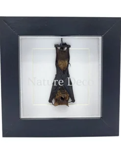 Vleermuis hangend in luxe 3D lijst 12 x 12 x 3,3 cm