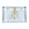 Vleermuisskelet in hars 9 x 13,5 x 2,5 cm