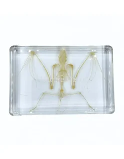 Vleermuisskelet in hars 9 x 13,5 x 2,5 cm