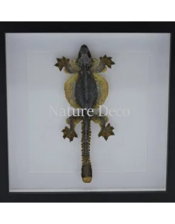 Vliegende Gekko (Ptychozoon Kuhli) in luxe 3D lijst 22 x 22cm