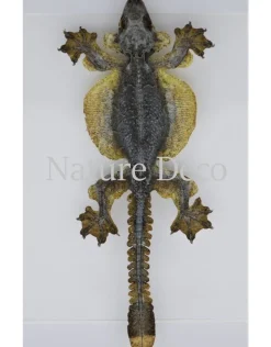 Vliegende Gekko (Ptychozoon Kuhli) in luxe 3D lijst 22 x 22cm