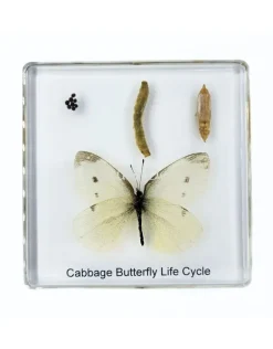 Vlinder levenscyclus in hars #2, 7,5 x 7,5 x 1 cm