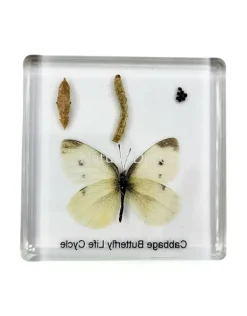 Vlinder levenscyclus in hars #2, 7,5 x 7,5 x 1 cm