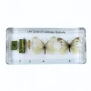 Vlinder levenscyclus in hars #3, 13,5 x 6 x 2 cm