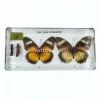 Vlinder levenscyclus in hars #1, 7,5 x 16 x 2 cm