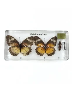 Vlinder levenscyclus in hars #1, 7,5 x 16 x 2 cm