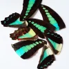 Vlinder vleugels blauw-groen 10 stuks