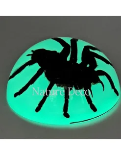 Vogelspin in hars dome "glow in the dark"