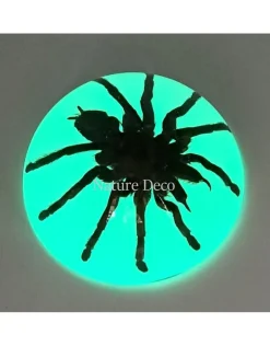 Vogelspin in hars dome "glow in the dark"
