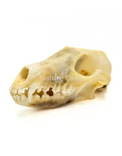 Vossenskelet bouwpakket