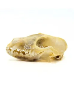Vossenskelet bouwpakket