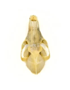 Vossenskelet bouwpakket