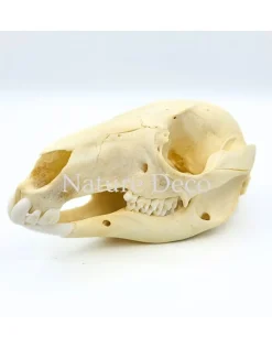 Wallabyschedel 13 x 6 x 5 cm
