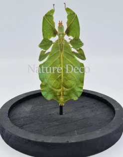 Wandelend blad / blaadje in stolp 13 x 12cm