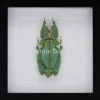 Wandelend blad XXL in luxe 3D lijst (Phyllium Giganteum) 22 x 22cm
