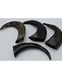 Waterbuffel hoorn gepolijst 15-22 cm