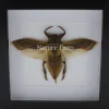 Waterkever (Lethocerus Indicus) vliegend in luxe 3D lijst