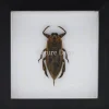 Waterkever (Lethocerus Indicus) in luxe 3D lijst 17 x 17cm