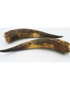Watusi hoorn set