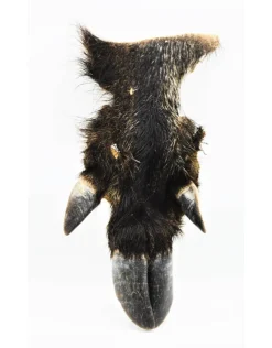 (Wild) zwijnen poot(Wild) zwijnen poot