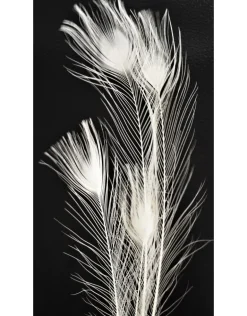 Witte pauwenveer