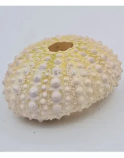 Zee-egel mini