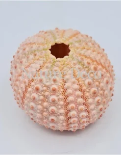 Zee-egel roze