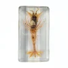 Zeegarnaal in hars 7,5 x 4 x 2 cm