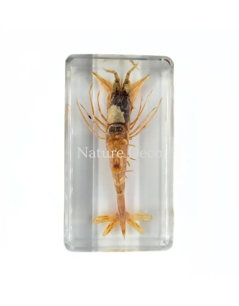 Zeegarnaal in hars 7,5 x 4 x 2 cm