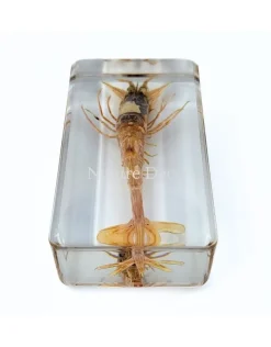 Zeegarnaal in hars 7,5 x 4 x 2 cm