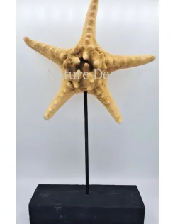 Zeester XXL op voet